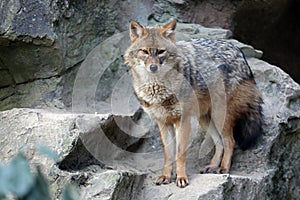 Golden jackal