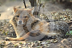 Golden jackal