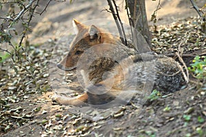 Golden jackal