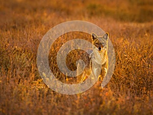 Golden Jackal