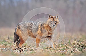 Golden jackal