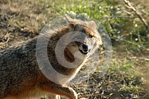 Golden jackal (Canis aureus)