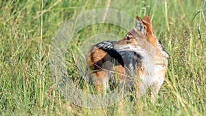 Golden Jackal, Canis aureus,