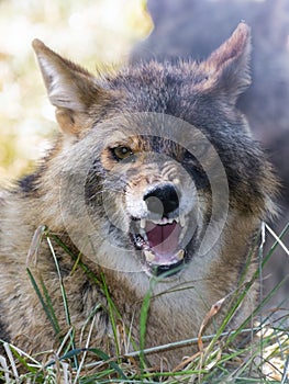 Golden jackal (Canis aureus)