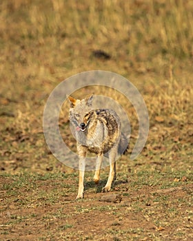 golden jackal or Canis aureus in action running head on in grassland in evening summer season safari at panna national park forest