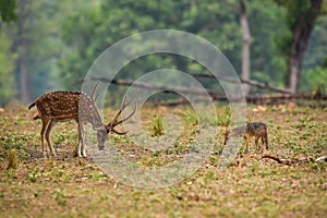 Golden jackal or Canis aureus attacking on spotted deer or chital trying to ward off with long antlers or horns laws of jungle and