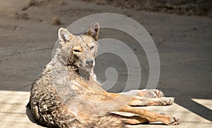 Golden jackal Canis aureus at zoo