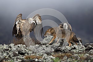 Golden jackal, canis aureus, common jackal, eurasian griffon vulture, gyps fulvus, griffon vulture