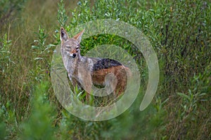 Golden Jackal, Canis aureus, with evening sun in the grass, Sri Lanka