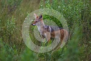 Golden Jackal, Canis aureus, with evening sun in the grass, Sri Lanka