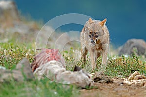 Golden jackal, Canis aureus, feeding scene with carcass, Madzharovo, Eastern Rhodopes, Bulgaria. Wild dog behaviour scene from nat