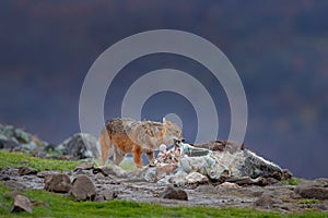 Golden jackal, Canis aureus, feeding scene with carcass, Madzharovo, Eastern Rhodopes, Bulgaria. Wildlife Balkan. Wild dog behavio