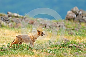 Golden jackal, Canis aureus, feeding scene with grass meadow, Madzharovo, Rhodopes, Bulgaria. Wildlife Balkan. Wild dog behaviour