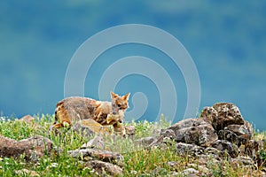 Golden jackal, Canis aureus, feeding scene with grass meadow, Madzharovo, Rhodopes, Bulgaria. Wildlife Balkan. Wild dog behaviour