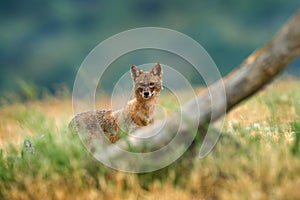 Golden jackal, Canis aureus, feeding scene with grass meadow, Madzharovo, Rhodopes, Bulgaria. Wildlife Balkan. Wild dog behaviour