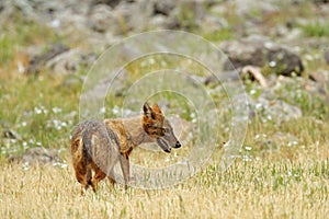 Golden jackal, Canis aureus, feeding scene with grass meadow, Madzharovo, Rhodopes, Bulgaria. Wildlife Balkan. Wild dog behaviour