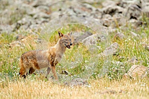 Golden jackal, Canis aureus, feeding scene with grass meadow, Madzharovo, Rhodopes, Bulgaria. Wildlife Balkan. Wild dog behaviour