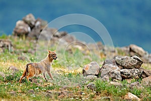 Golden jackal, Canis aureus, feeding scene with grass meadow, Madzharovo, Rhodopes, Bulgaria. Wildlife Balkan. Wild dog behaviour