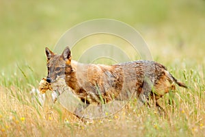 Golden jackal, Canis aureus, feeding scene with grass meadow, Madzharovo, Rhodopes, Bulgaria. Wildlife Balkan. Wild dog behaviour