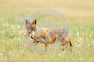 Golden jackal, Canis aureus, feeding scene with grass meadow, Madzharovo, Rhodopes, Bulgaria. Wildlife Balkan. Wild dog behaviour photo