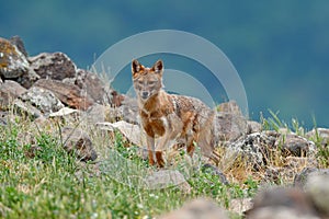 Golden jackal, Canis aureus, feeding scene on meadow, Madzharovo, Eastern Rhodopes, Bulgaria. Wildlife from Balkan. Wild dog
