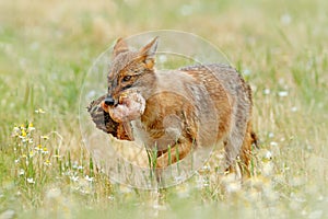 Golden jackal, Canis aureus, feeding scene on meadow, Madzharovo, Eastern Rhodopes, Bulgaria. Wildlife from Balkan. Wild dog behav