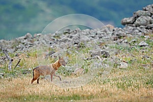 Golden jackal, Canis aureus, feeding scene on meadow, Madzharovo, Eastern Rhodopes, Bulgaria. Wildlife from Balkan. Wild dog behav