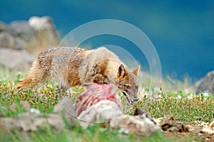 Golden jackal, Canis aureus, feeding scene on meadow, Madzharovo, Eastern Rhodopes, Bulgaria. Wildlife from Balkan. Wild dog behav