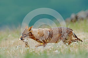 Golden jackal, Canis aureus, feeding scene with meadow, Madzharovo, Eastern Rhodopes, Bulgaria. Wildlife Balkan. Wild dog behaviou