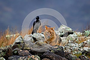 Golden jackal, Canis aureus, feeding scene on stone rock with black crow, Eastern Rhodopes. Wild dog behaviour scene in nature.