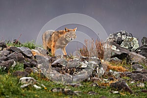 Golden jackal, Canis aureus, feeding scene on stone rock, Eastern Rhodopes. Wild dog behaviour scene in nature. Mountain animal in