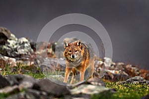 Golden jackal, Canis aureus, feeding scene on stone rock, Eastern Rhodopes. Wild dog behaviour scene in nature. Mountain animal in
