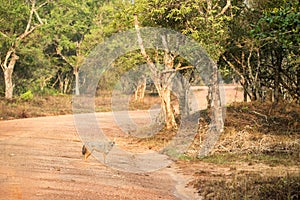 Golden Jackal, Canis aureus in the grass, Sri Lanka, Asia. Beautiful wildlife scene from nature habitat from Sri Lanka,