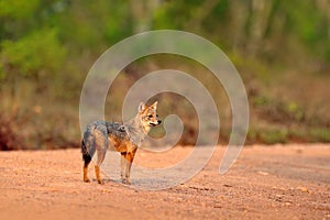 Golden Jackal, Canis aureus, on the gravel road. Jackal with evening sun and animal bone in geass, Sri Lanka, Asia. Beautiful wild