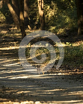 Golden jackal or Canis aureus head on running on dhikala main road at jim corbett national park forest uttarakhand india asia