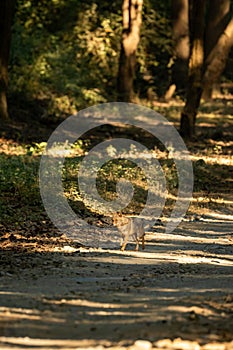 golden jackal or Canis aureus head on running on dhikala main road at jim corbett national park or tiger reserve uttarakhand india