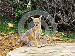 Golden Jackal, Canis aureus indicus, Kachchh Biosphere Reserve, Bhuj, Gujarat, India