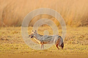 Golden Jackal, Canis aureus. Jackal with evening sun and animal bone in geass, Sri Lanka, Asia. Beautiful wildlife scene from natu