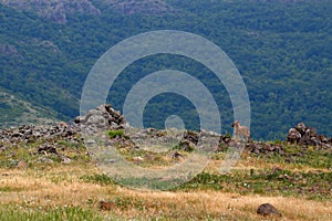 Golden jackal, Canis aureus, mountain rock habitat, Madzharovo, Rhodopes, Bulgaria. Wildlife Balkan. Wild dog behaviour scene, nat