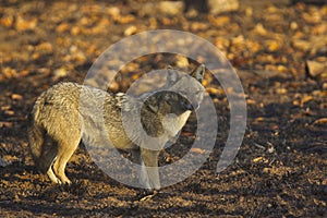 Golden Jackal, Canis aureus, Panna Tiger Reserve, Madhya Pradesh, India