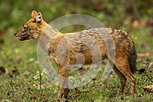 golden jackal or Canis aureus side profile in natural scenic green background in winter season morning safari at bandhavgarh