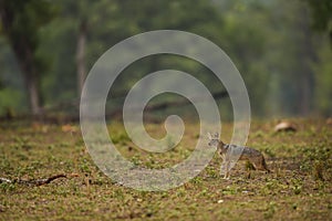 golden jackal or Canis aureus side profile in open field and in natural green habitat at kanha national park forest madhya pradesh