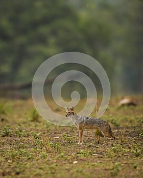 golden jackal or Canis aureus side profile in open field and in natural green habitat at kanha national park forest madhya pradesh