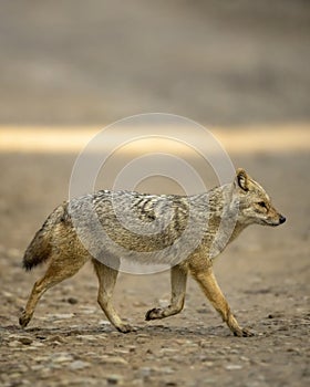 Golden jackal or Canis aureus side profile running or crossing forest track at dhikala zone of jim corbett national park or forest