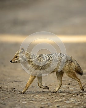 golden jackal or Canis aureus side profile running or crossing forest track at dhikala zone of jim corbett national park or forest