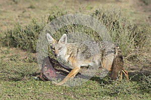 Golden Jackal (Canis aureus), Tanzania feeding