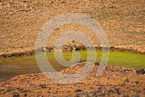 Golden jackal or Canis aureus watchful while taking bath in waterhole at ranthambore national park