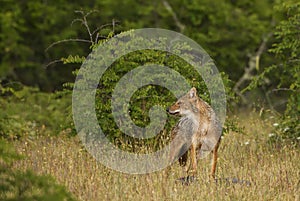 Golden Jackal - Canis aureus