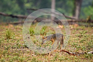 Golden jackal or Canis aureus in wild and natural scenic colorful background in winter season safari at kanha national park or