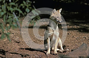 Golden Jackal or Common Jackal, canis aureus photo